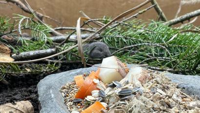 Bild: Tierpark Hellabrunn/dpa
Die Geburt des Jungtiers feiert der Tierpark als Zuchterfolg.