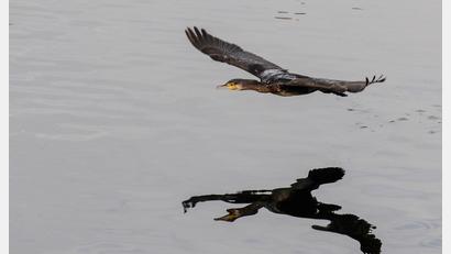 Bild: Felix Kästle/dpa
Bi zu einem halben Kilo Fisch kann ein Kormoran am Tag fressen. (Archivfoto)
