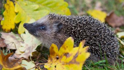 Bild: Patrick Pleul/dpa-Zentralbild/dpa
Schon Frühling? Weil es so warm war, wurden manche Winterschläfer vorzeitig wach. (Symbolbild)