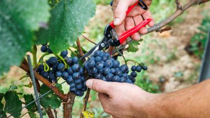 Bild: Lando Hass/dpa
Bauernpräsident Joachim Rukwied sagt, der Weinbau sei in der größten Krise seit Jahrzehnten.(Archivbild)