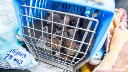 Archivbild: Armin Weigel, dpa
Fünf Welpen sitzen in einem Käfig in einem von Schleierfahndern angehaltenen Fahrzeug. Auch die Grenzpolizei Waidhaus entdeckt immer wieder solche illegalen Welpentransporte.