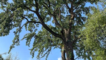Archivbild: Wilhelm Koch
Ein Sommerbild von dem Birnbaum in Etsdorf, der jetzt als einer der größten in der Oberpfalz ausgezeichnet wurde.