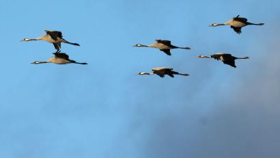 Bild: Sina Schuldt/dpa
Winterflucht: Tausende Kraniche sind erst jetzt gen Süden losgezogen. (Symbolbild)