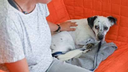 Bild: Patrick Pleul/dpa
Ängstliche Hunde bekommen wegen der Böllerei zu Silvester oft Panikzustände und müssen beruhigt werden. (Symbolfoto)