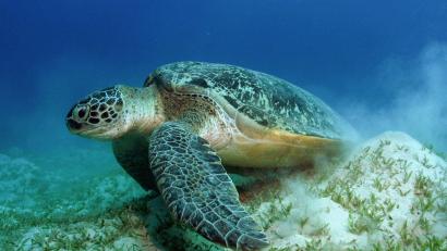 Bild: Philipp Kanstinger/WWF  /dpa
Auch die Grünen Meeresschildkröten gehören WWF zufolge zu den Gewinnern des Jahres.