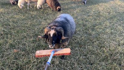 Bild: -/Polizeiinspektion Pegnitz/dpa
Bis zum Eintreffen des Eigentümers kümmerte sich die Polizei um die Tiere.