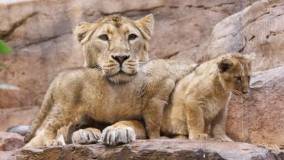 Bild: Daniel Karmann/dpa
Löwin Aarany bekommt nicht zum ersten Mal Nachwuchs im Nürnberger Tiergarten. (Archivbild)