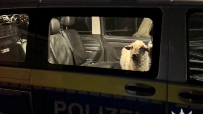 Bild: Polizeipräsidium Konstanz/dpa
Die Polizei sperrt das entlaufene Schaf in den Streifenwagen.