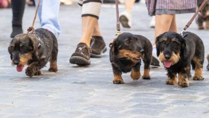 Bild: Armin Weigel/dpa
2026 soll es in Regensburg wieder eine Dackelparade geben. (Archivbild)