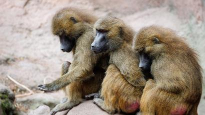 Bild: Daniel Karmann/dpa
Der Tiergarten hatte aus Platzmangel im Juli zwölf gesunde Paviane getötet. Aus Sicht von Tierschutz- und Tierrechtsorganisationen verstößt das gegen das Tierschutzgesetz. (Archivbild)