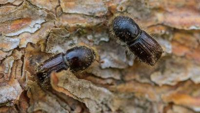 Bild: Andreas Arnold/dpa
So genannte Buchdrucker, eine Käferart aus der Familie der Fichtenborkenkäfer, sitzen auf der Rinde einer Fichte. (Archivbild)