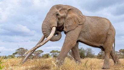 Bild: -/Kenya Wildlife Service/dpa
Craigs Stoßzähne waren über weite Entfernungen in den Savannen und Feuchtgebieten sichtbar. (Archivbild)