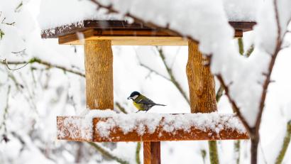 Symbolbild: InPixKommunikation – stock.adobe.com
Futterhäuschen im Garten bieten eine gute Gelegenheit, Vögel aus der Nähe zu beobachten