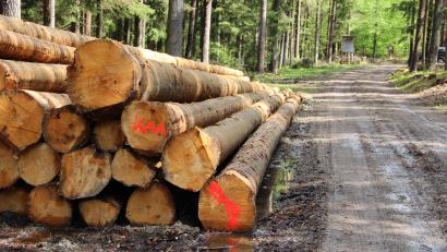 Archivbild: upl
Die Versorgungslage beim Rundholz ist laut FBG Neustadt-Nord derzeit angespannt.