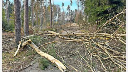 Bild: Matthias Bäumler
Gleich mehrere Bäume fällten die Biber entlang des Steinwaldradweges bei Waldershof.