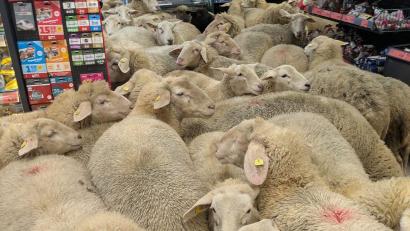 Bild: REWE Group/dpa
Schafe im Supermarkt - gekauft haben sie nichts.