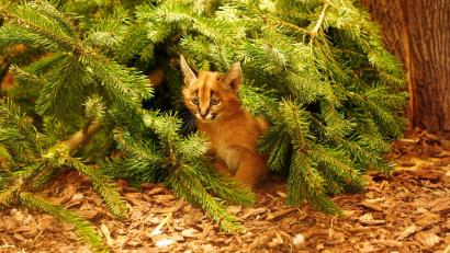 Bild: -/ Zoo Dresden/dpa
Das Karakal-Jungtier Karlos kam im November zur Welt. (Handout)