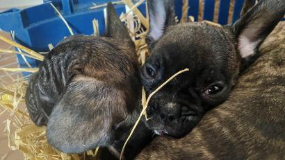 Bild: Paul Zinken/dpa
Tierschützer gehen von einer hohen Dunkelziffer beim illegalen Handel mit Welpen aus. (Symbolbild)