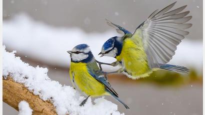 Bild: Patrick Pleul/dpa
Gerade wenn es kalt ist, kann an den Futterstellen viel los sein. (Symbolbild)