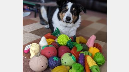 Bild: Helen Morgen/EurekAlert/dpa
Der elf Jahre alte Border Collie-Rüde Bryn aus Großbritannien kennt die Namen von etwa 100 Spielzeugen.