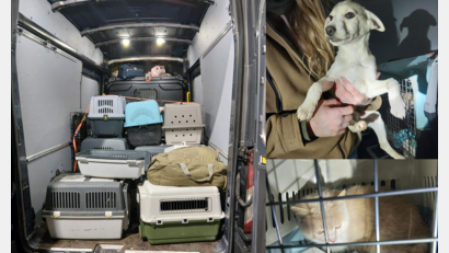 Bildmontage: Bundespolizei
Die Bundespolizei stieß bei einer Fahrzeugkontrolle bei Bärnau auf zahlreiche Transportboxen mit Katzen und Hunden.