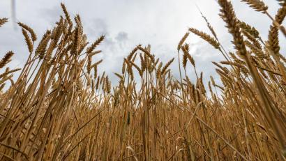Bild: Silas Stein/dpa
Bayerns Landwirtschaftsministerin Kaniber will keine Abhängigkeit bei Grundnahrungsmitteln. (Symbolbild)