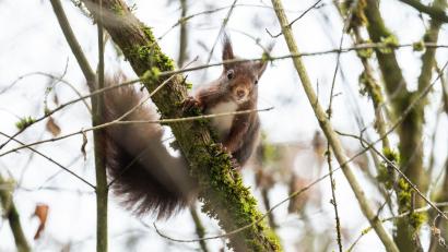 Bild: Silas Stein/dpa
Eichhörnchen kommen im Winter oft nicht an ihre Vorräte heran. (Archivbild)