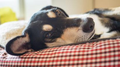 Bild: picture alliance / Nicolas Armer/dpa
Die Mehrheit der Haustiere schläft laut Umfrage in einem eigenen Körbchen. (Archivbild)