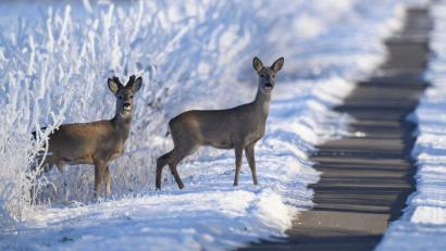 Symbolbild: Patrick Pleul/dpa
Ein freilaufender Hund hat in Stulln einem Reh nachgestellt. Die Polizei warnt Hundehalter vor möglichen rechtlichen Konsequenzen.