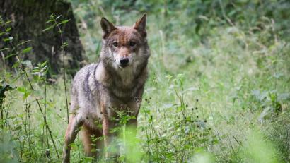 Symbolbild: Christian Charisius/dpa
Ein im Dezember 2025 bei einem Wildunfall im Landkreis Neustadt/WN getötetes Tier wurde als ein Wolf identifiziert.