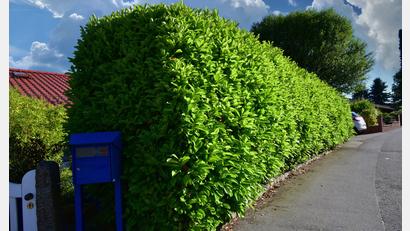 Symbolbild: Hermann – stock.adobe.com
Der Kirschlorbeer gilt als pflegeleichte und immergrüne Pflanze für Hecken. Doch näher betrachtet, tut er kaum etwas für unser Ökosystem.