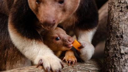 Bild: -/Chester Zoo/dpa
Ein seltenes Baumkänguru-Baby macht gerade seine ersten Erfahrungen mit der Außenwelt.