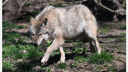 Bild: Bernd Weißbrod/dpa
Der Wolf ist zurück in Deutschland - was längst nicht jeden freut. (Archivbild)