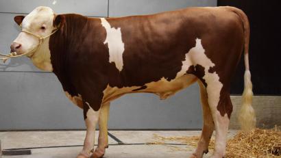 Bild: Steiner/RZO
Kat.2: Ein „STEYR“- Sohn vom Betrieb Pilz, Oberwahrberg, ging an die Besamungsverein Neustadt