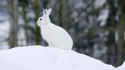 Bild: Stefan Huwiler/Imagebroker.com/dpa
Der Klimawandel macht dem Schneehasen zu schaffen.