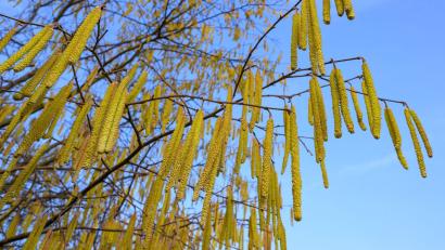 Bild: Patrick Pleul/dpa
Pollen sind die häufigsten Auslöser allergischer Atemwegserkrankungen.