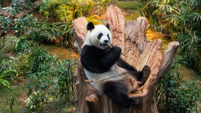 Bild: Chan Long Hei/AP/dpa
Riesenpandas sind eine Seltenheit. Bald könnten zwei in München zu sehen sein.