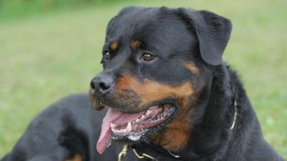 Bild: Franziska Kraufmann/dpa
Nach dem Angriff auf den Kinderwagen entfernte sich der Hundebesitzer vo Ort des Geschehens. (Symbolbild)