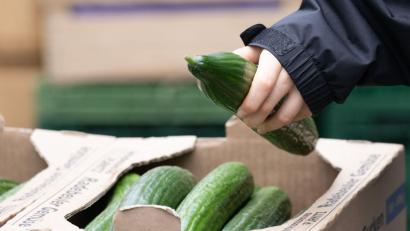Bild: Sebastian Kahnert/dpa
Salatgurken gehören zu den beliebtesten Gemüsesorten in Deutschland. (Symbolbild)