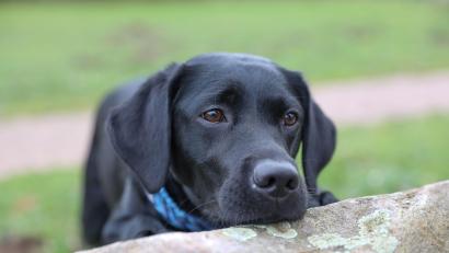 Symbolbild: Krischi Meier
Fünf junge, unterernährte Labradore wurden Anfang des Jahres von einem Hof gerettet. Inzwischen sind sie in einem guten Zustand.