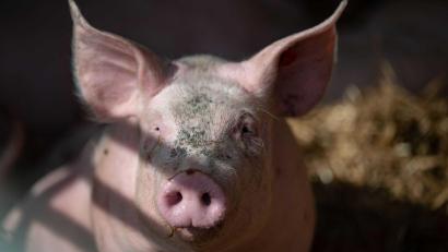 Symbolbild: Marijan Murat/dpa
Zwei "borstige Ausreißer" marschierten durch Auerbach, bekamen in einer Garage Unterschlupf angeboten und hielten Passanten und Polizei auf Trab. Mittlerweile sind sie wohlbehalten ihrem Besitzer übergeben worden.