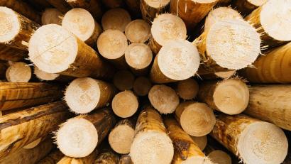 Symbolbild: Philipp von Ditfurth/dpa/Illustration
Eine Potenzialanalyse hat laut Max Becker vom Institut für Energietechnik ergeben, dass 90 Prozent des Energiebedarfs allein mit dem Holz der Gemeinde Neukirchen gewonnen werden könnten.