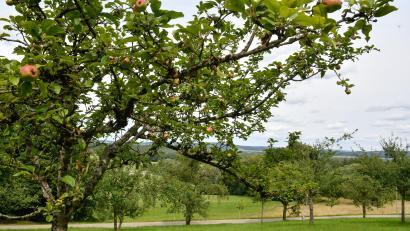 Symbolbild: Petra Hartl
Wie wichtig ihnen Streuobstwiesen sind, zeigten fünf Vereine aus Neustadt/WN bei einem Wettbewerb.