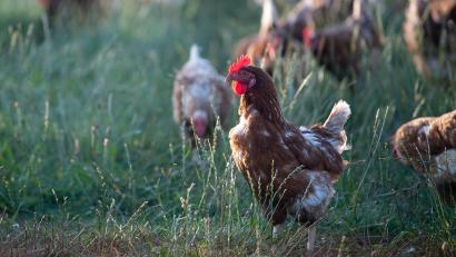 Symbolbild: Sebastian Gollnow/dpa
In einem Geflügelbetrieb im Gemeindebereich Furth im Wald ist die Vogelgrippe nachgewiesen worden.