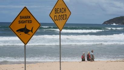 Symbolbild: Rick Rycroft/AP/dpa
Innerhalb von nur wenigen Tagen wurden aus dem australischen Bundesstaat New South Wales vier Haiangriffe gemeldet.