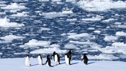 Bild: Mark Baker/AP/dpa
Die Dokumentation von Werner Herzog, in der ein anderer Pinguin vorkommt, ist von 2007. (Symbolbild)