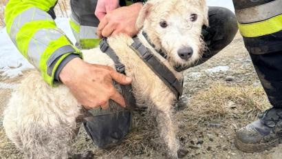 Bild: Holger Schübel/exb
Drei Stunden lang steckte Terrier Emil der Familie Schübel bei Eiseskälte in einem Wasserrohr fest. Nach der Rettung gab es für das völlig verschmutzte Tier eine warme Dusche und ein "Super-Leckerli".
