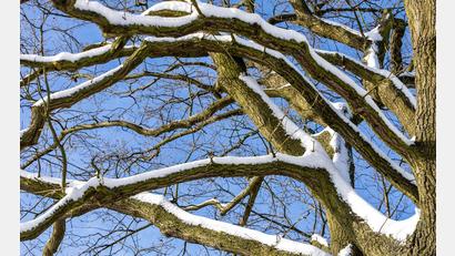 Bild: Frank Hammerschmidt/dpa
In Nürnberg ist eine Frau von einem Ast tödlich getroffen worden. Unklar war noch, ob dieser wegen des Schneefalls abbrach. (Symbolbild)