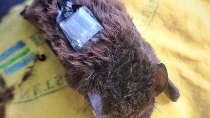 Bild: Carolin Scholz/Leibniz-IZW/dpa
Der Kleinabendsegler ist eine stark gefährdete Fledermausart. (Archivbild)