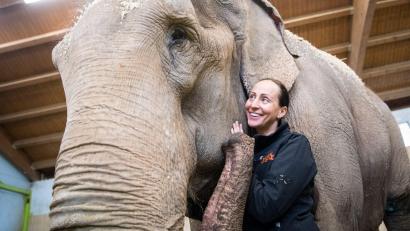 Bild: Matthias Balk/dpa
Jana-Mandana Lacey-Krone, Direktorin des Circus Krone, streichelt im Elefantenhaus auf dem Gelände des Circus Krone die indische Elefantenkuh Bara. (Archivbild)